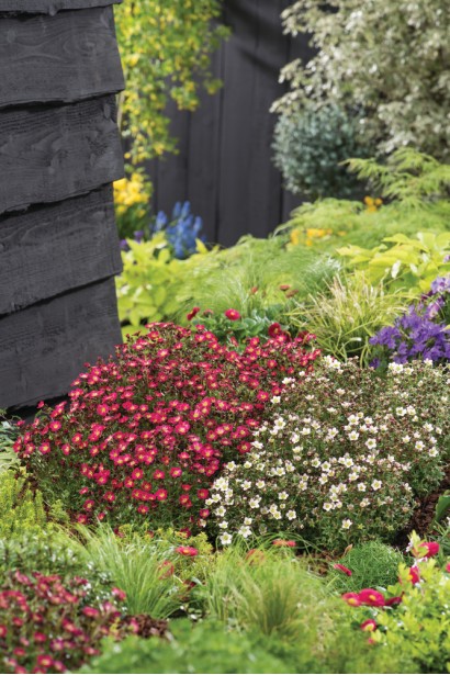 Ломикамінь Піксі Пан Ред в ландшафті